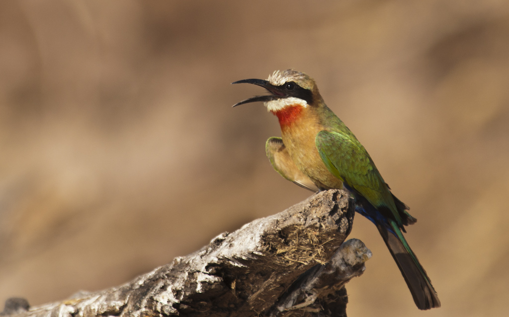 namibia 24
