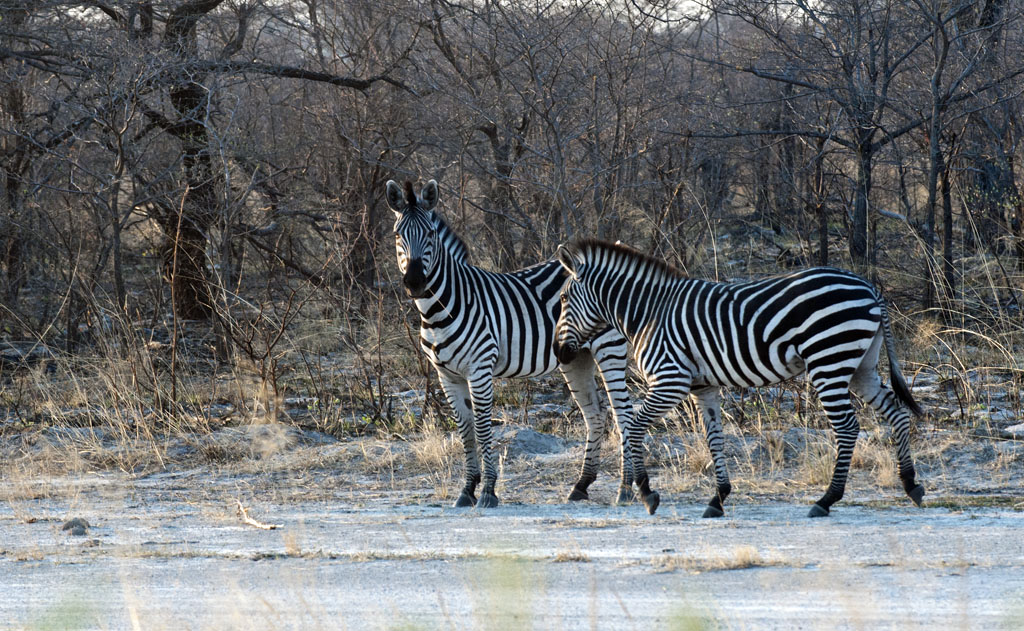 namibia 40