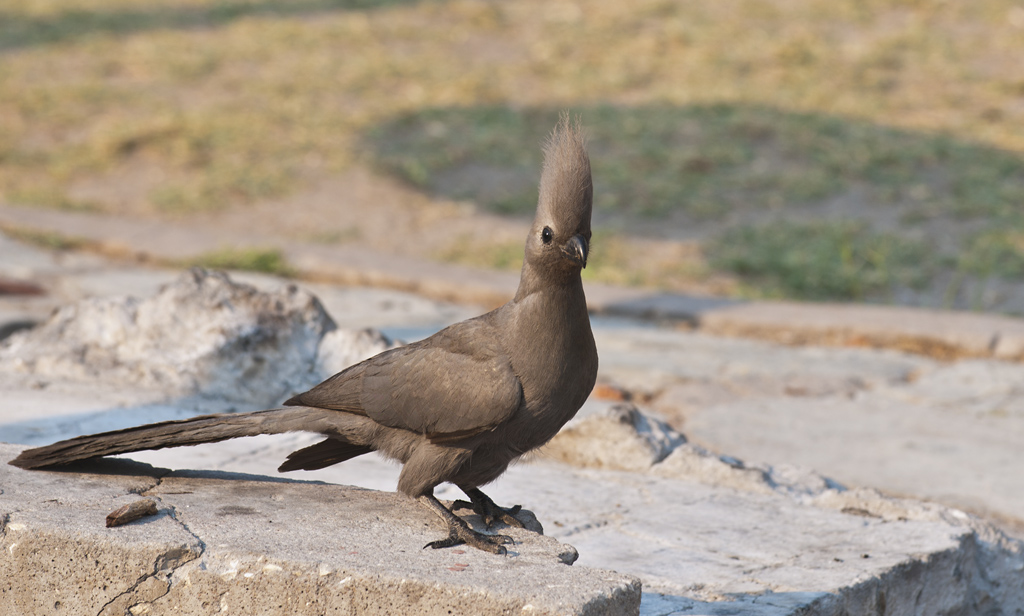 namibia 51