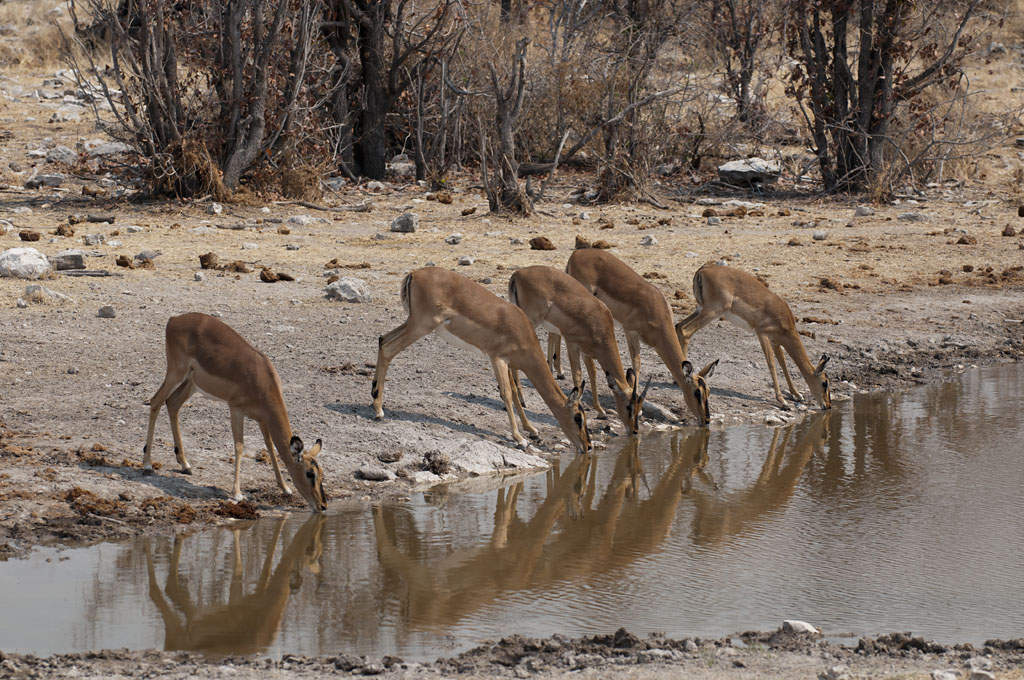 namibia 53