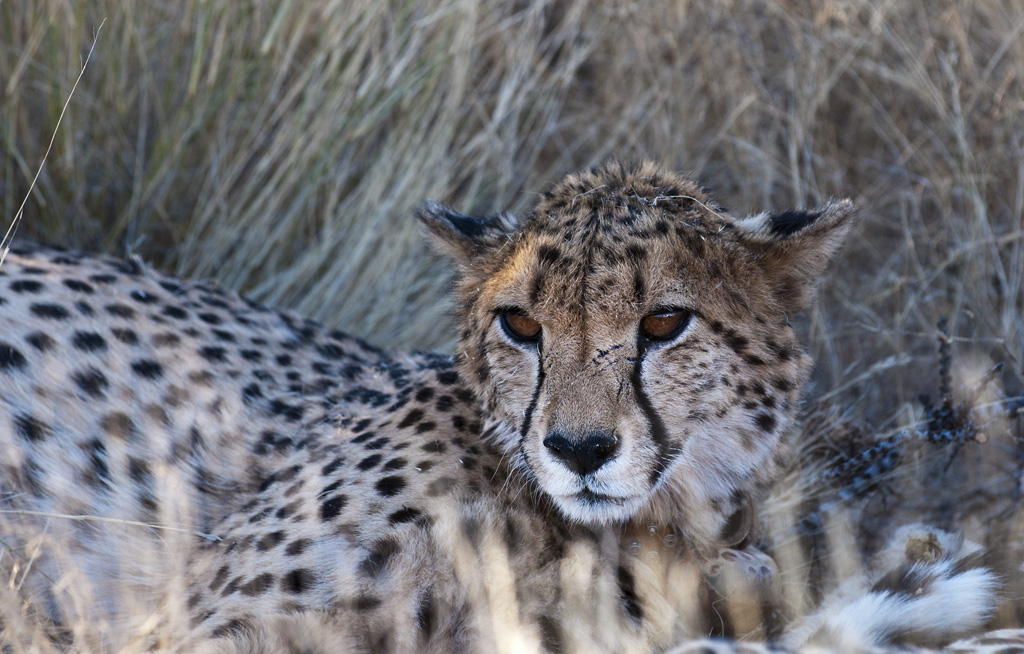 namibia 83