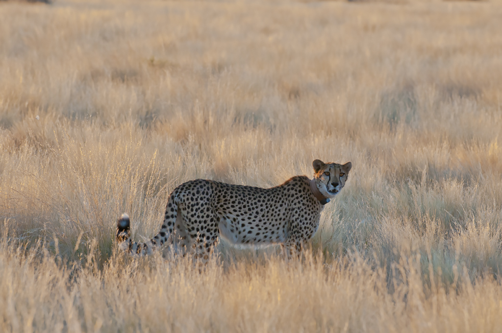 namibia 85
