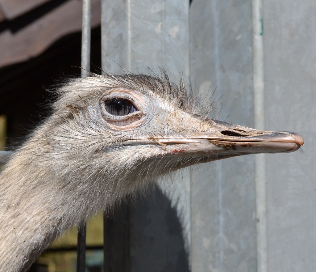 Nandu