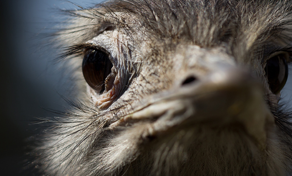 Nandu
