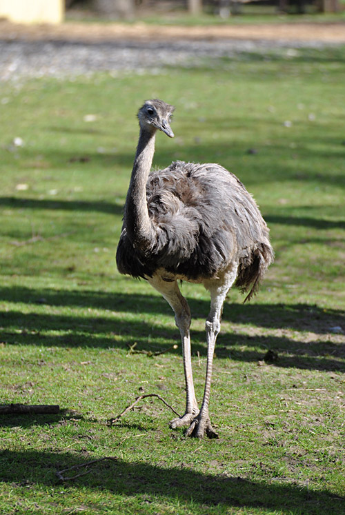Nandu