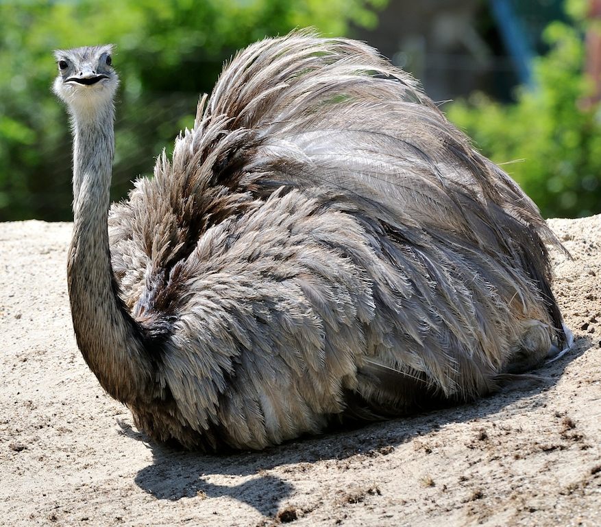 Nandu