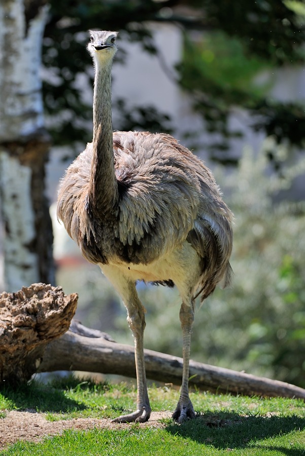 Nandu