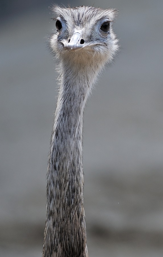 Nandu