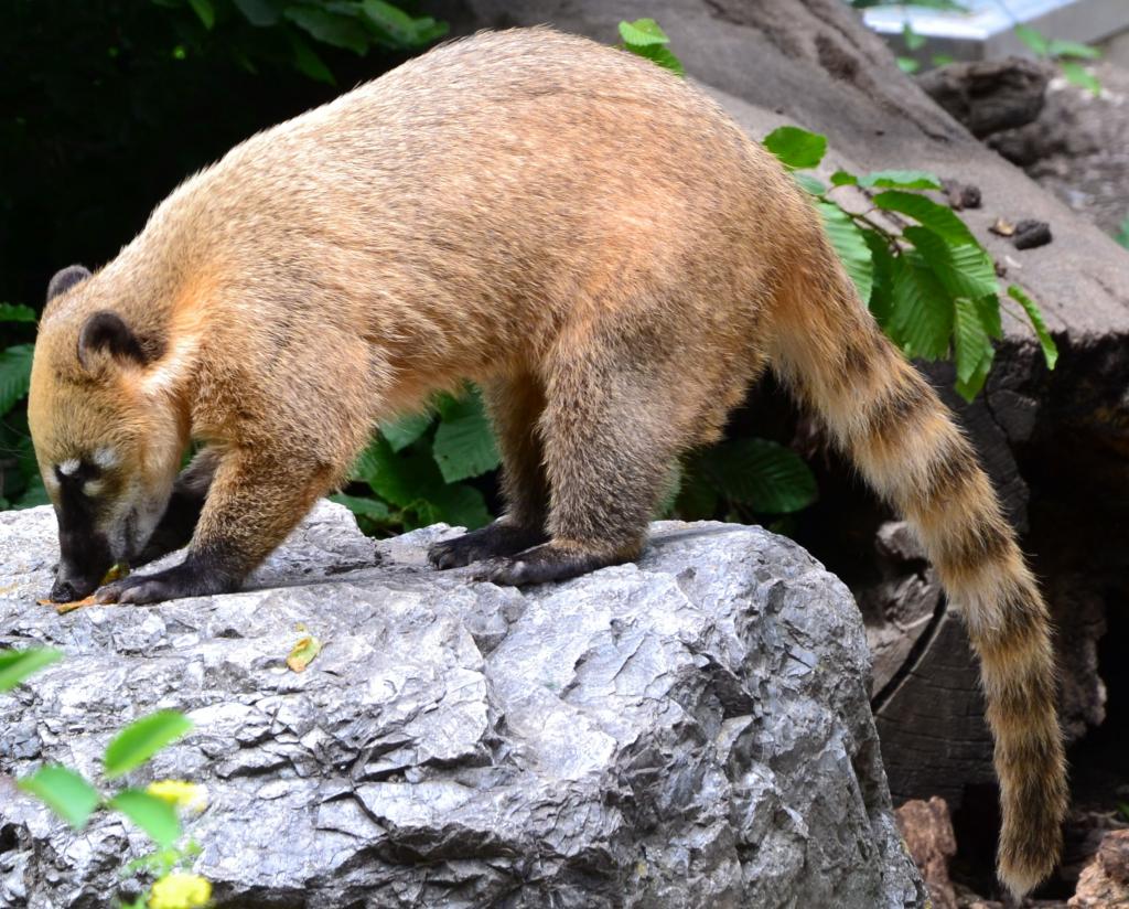 Nasenbär