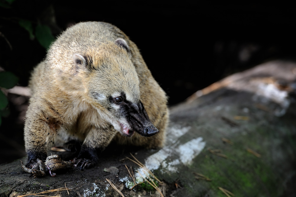 Nasenbär
