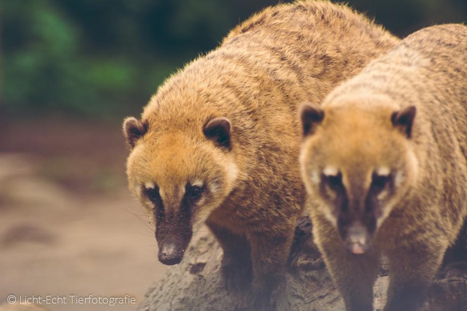 Nasenbären im Duisburger Zoo