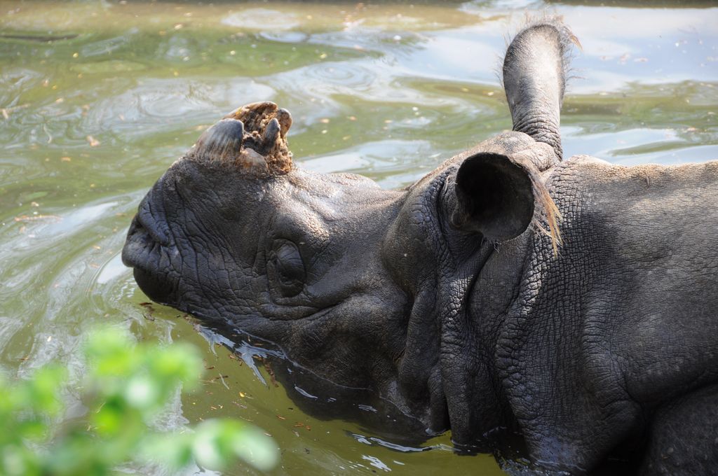 Nashorn Closeup