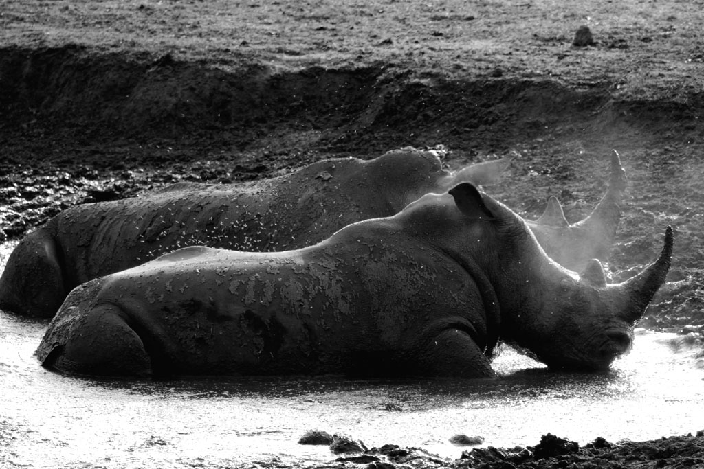 Nashorn3
