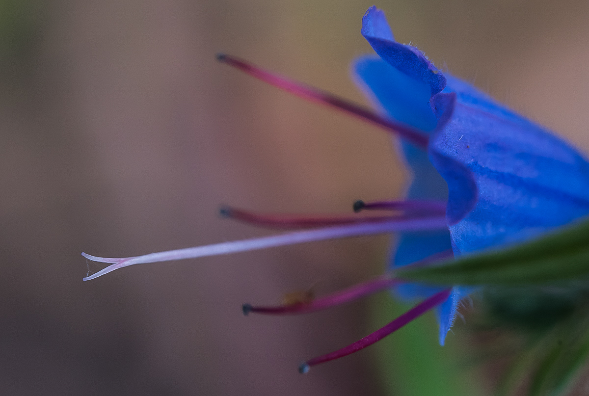 Natternkopf 1 (1 von 1).jpg