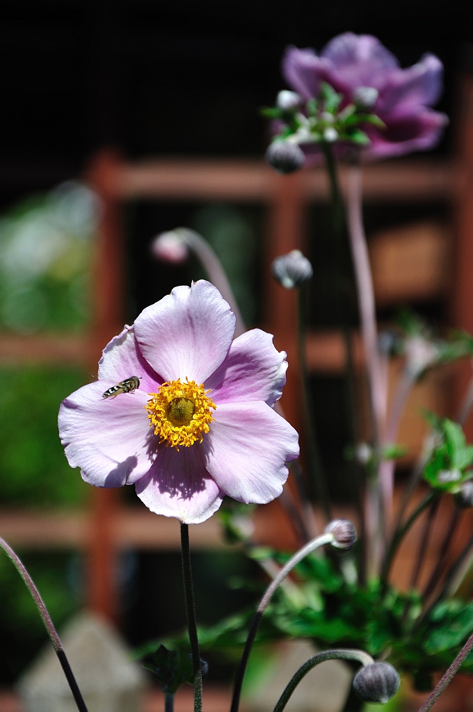 Natur 0083 DSC 1745