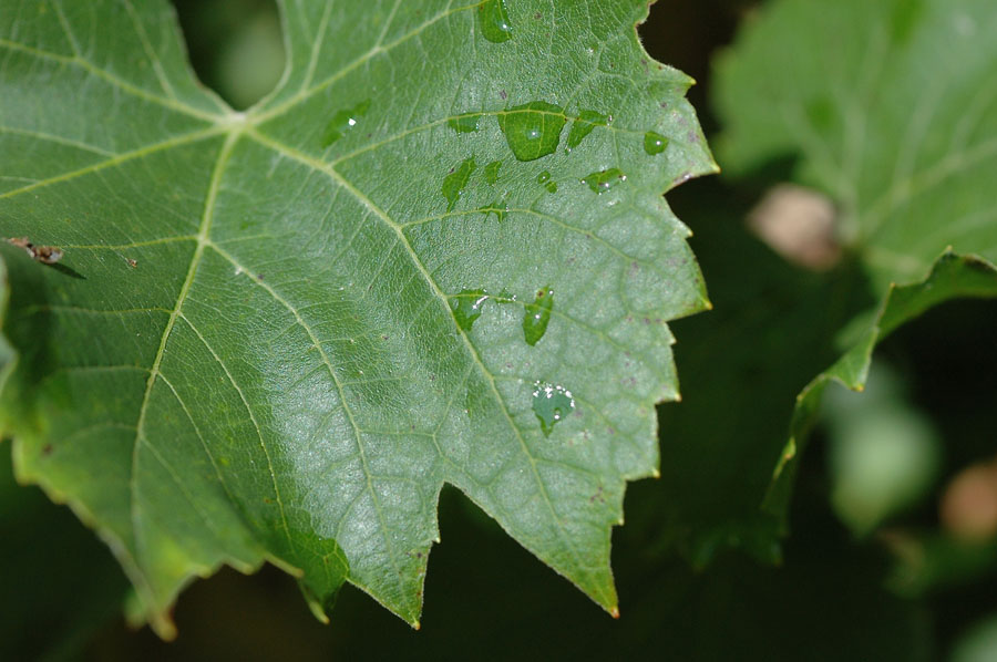 Natur 1