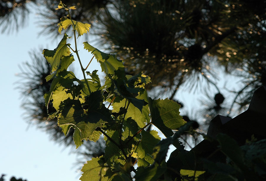 Natur 2