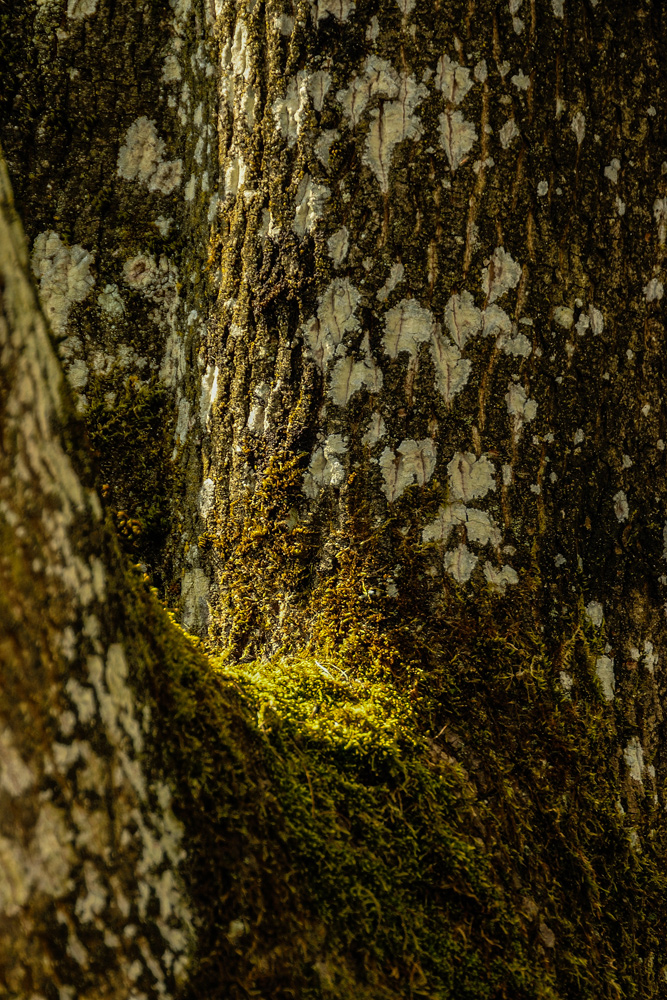 Natur  20070329 020