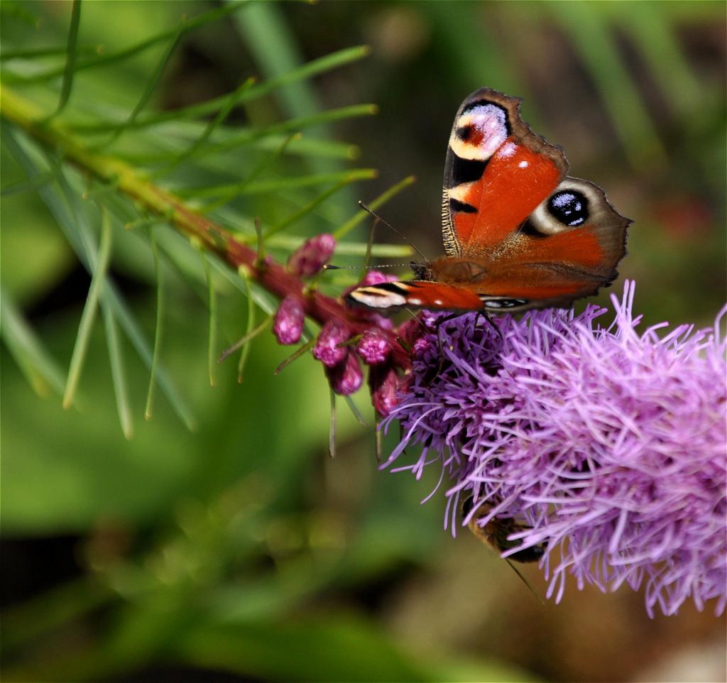 Natur 2009 026