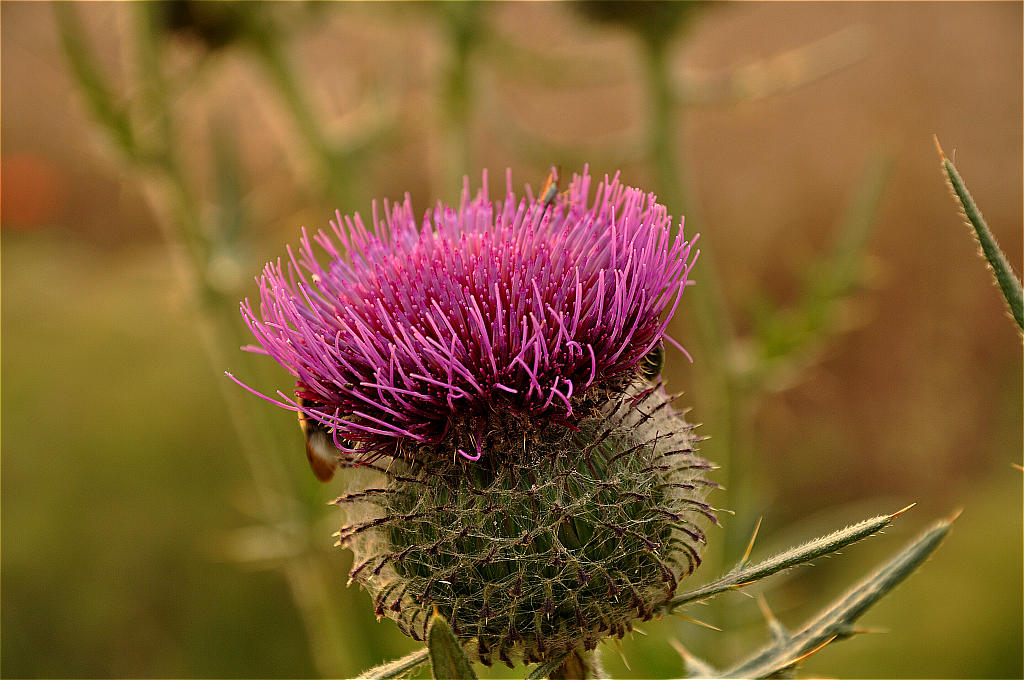 Natur 2009