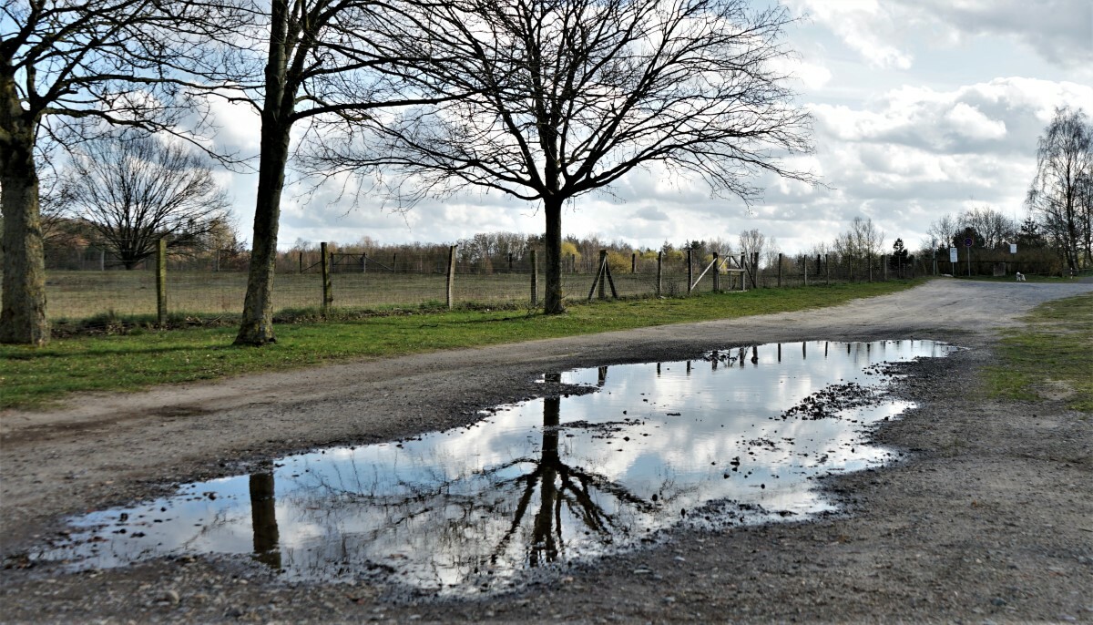 Natur in der Pfuetze.jpg