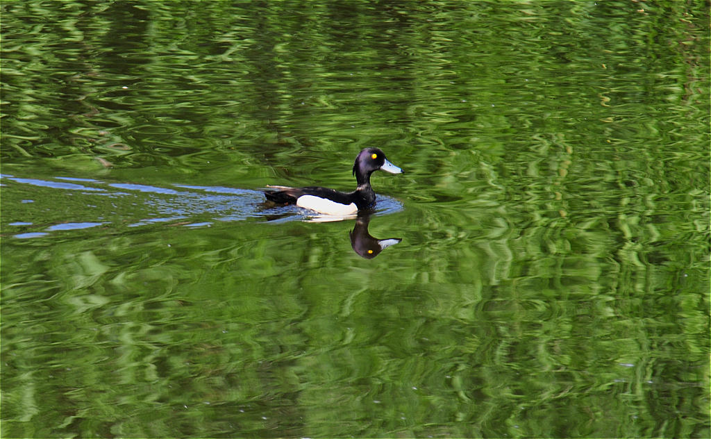 Natur Juni 2010 068 fc