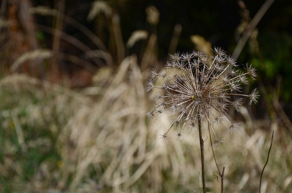 Natur