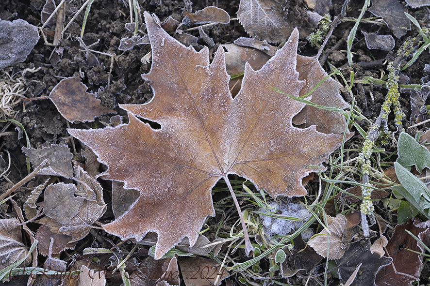 Natur_Winter_DSC0205_15x10x150.jpg