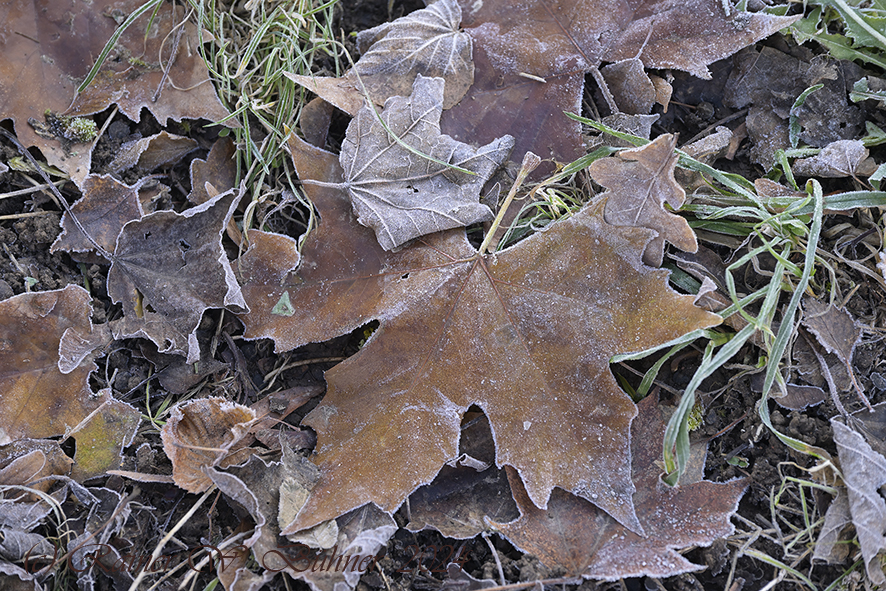 Natur_Winter_DSC0206_15x10x150.jpg