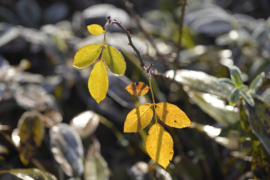 Natur_Winter_DSC0210_15x10.x150.jpg