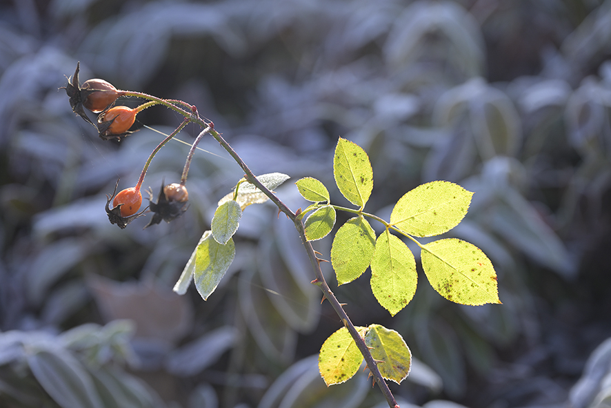 Natur_Winter_DSC0213_15x10x150.jpg