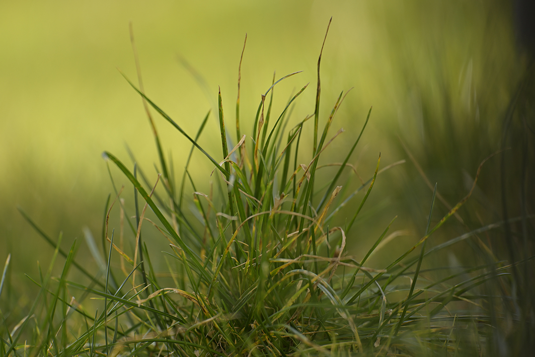 Natur_Zf_DSC0321_18x12x100.jpg