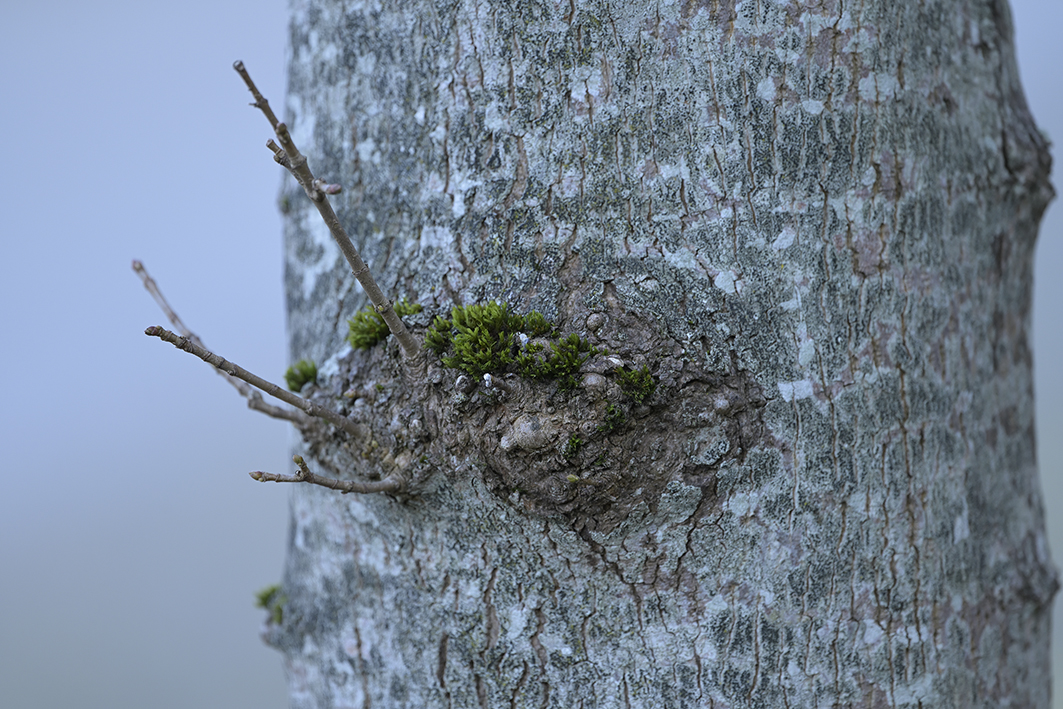 Natur_Zf_DSC0327_18x12x100.jpg