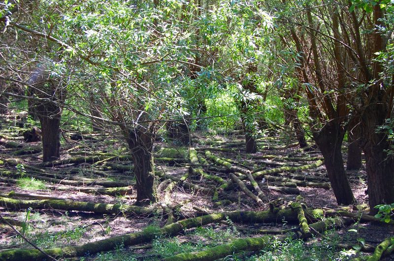 Naturschutzgebiet Kühkopf