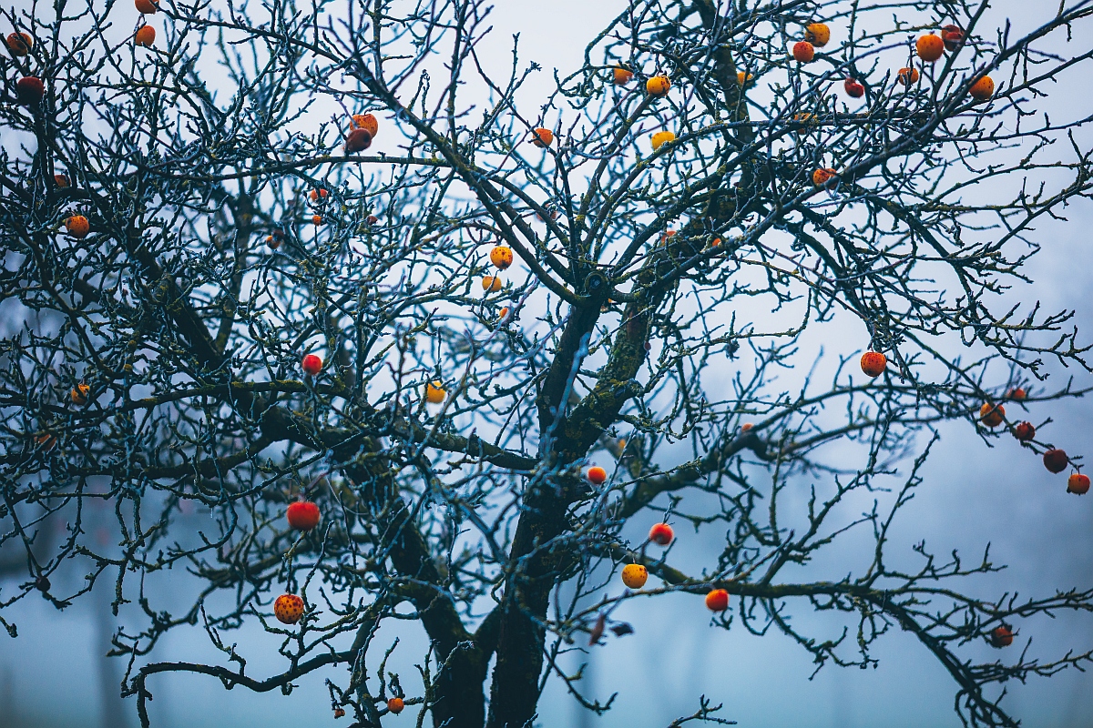 Naturweihnachtsbaum