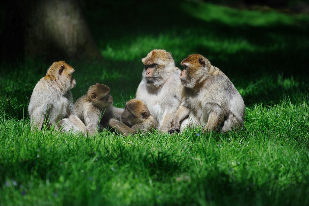 Naturzoo Rheine 22.05.2010