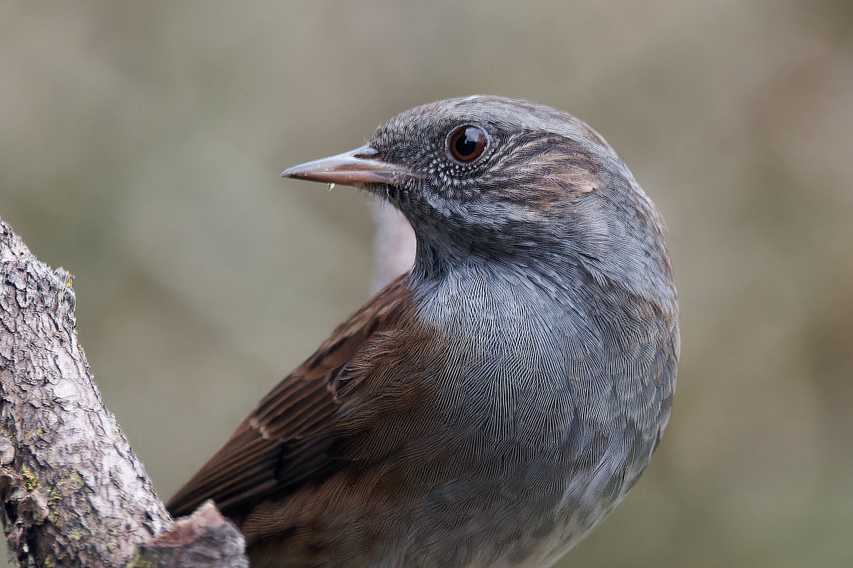 NB274439nikon.jpg
