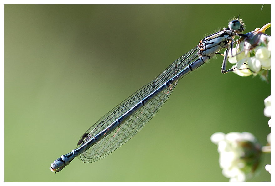 NC libelle2