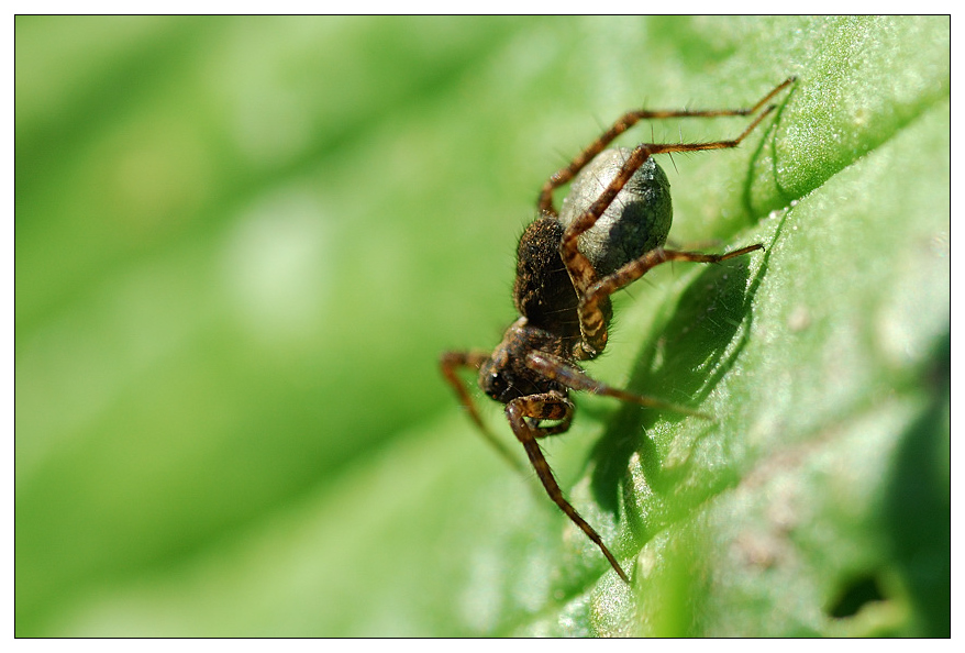 NC spinne