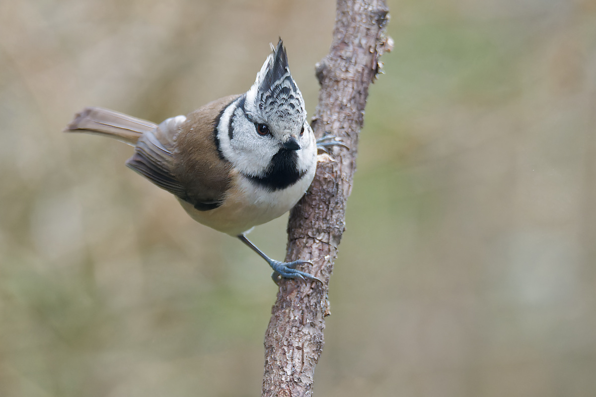 NC115154nikon.jpg