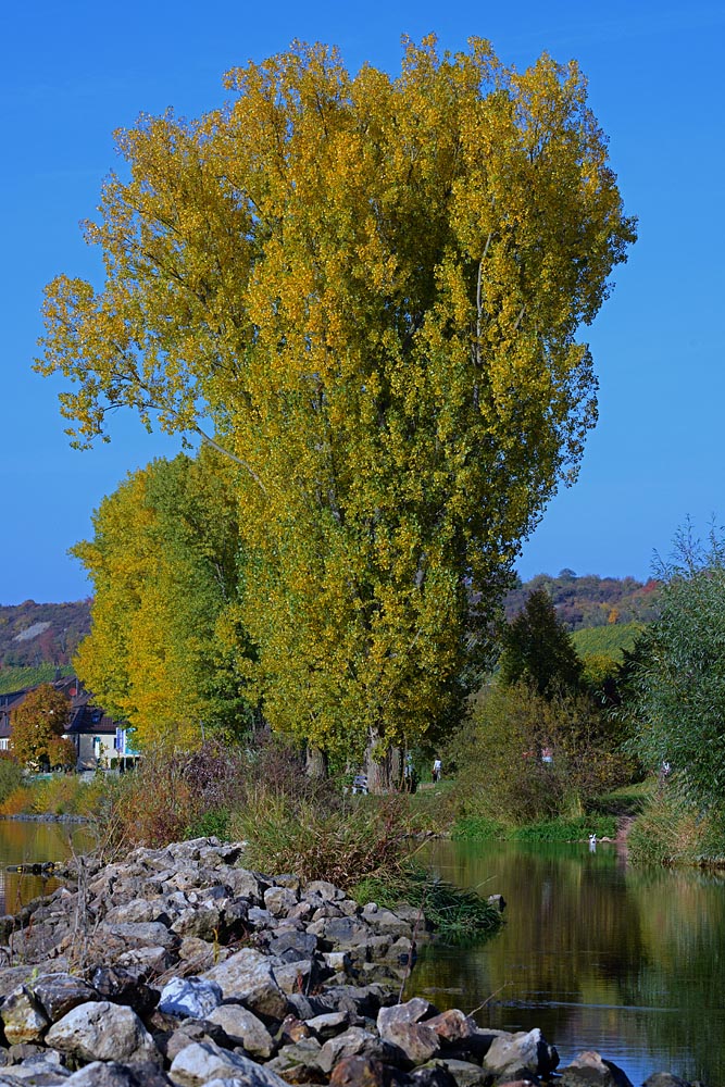 ND8 2548 1000