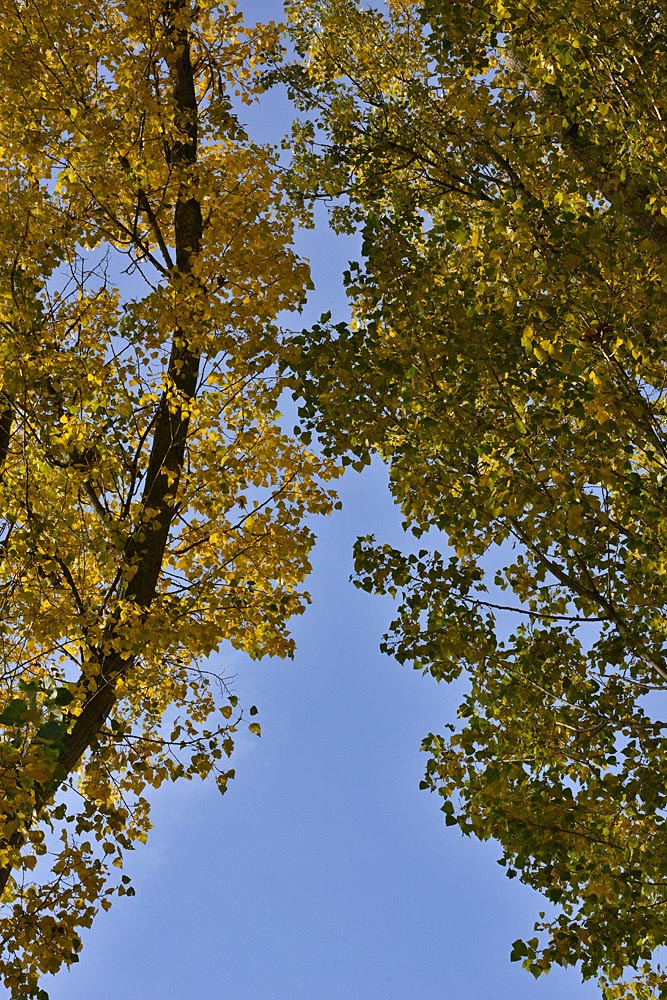 ND8 2559 1000