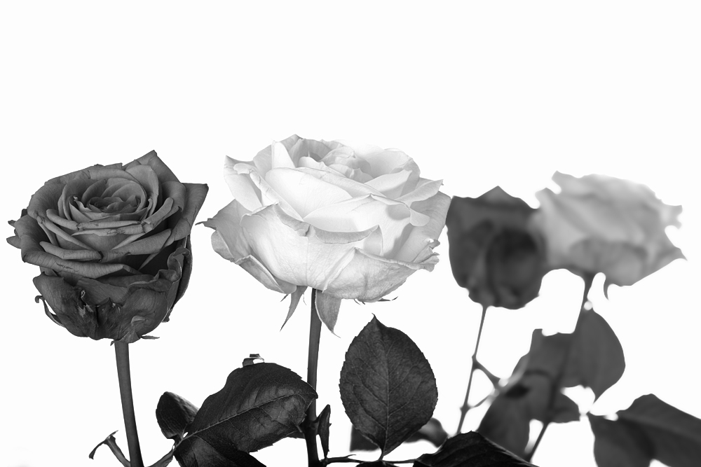 ND8 3077 1000 sw