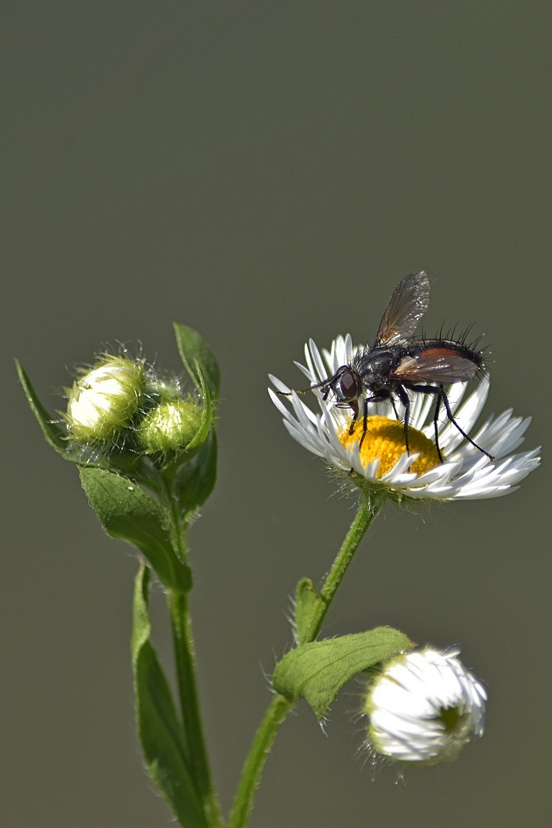 Ne Fliege