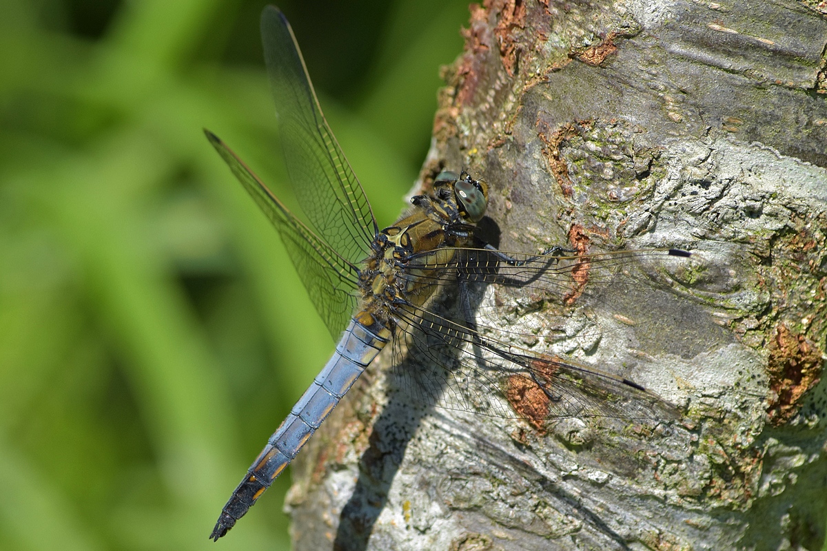 Ne Libelle