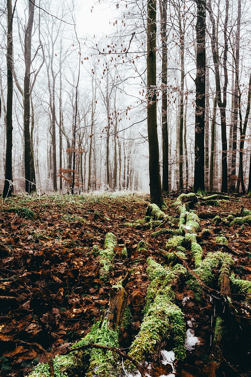 Nebel 3