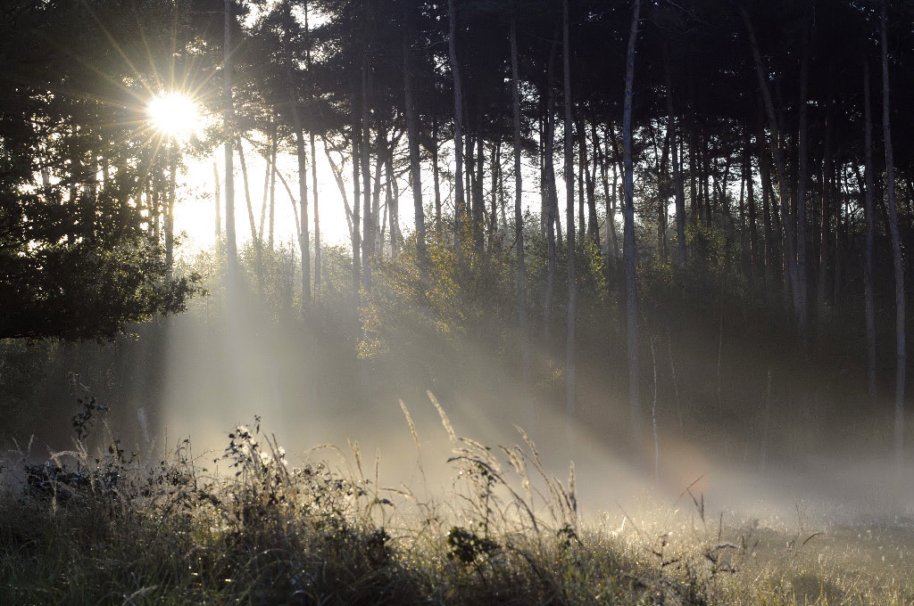 Nebel 5