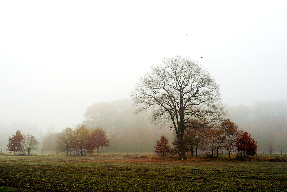 Nebel im Münsterland - 11/2009 -