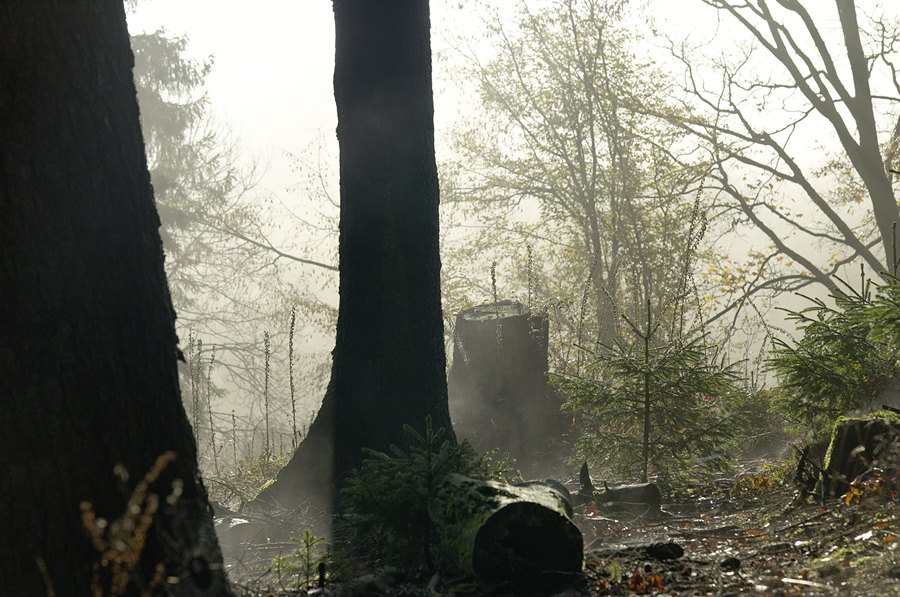 nebel im wald