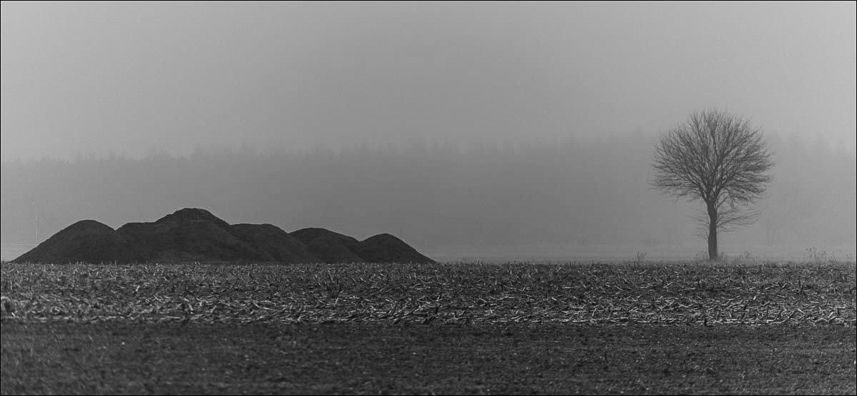 Nebel in der Feldmark (1 von 1).JPG